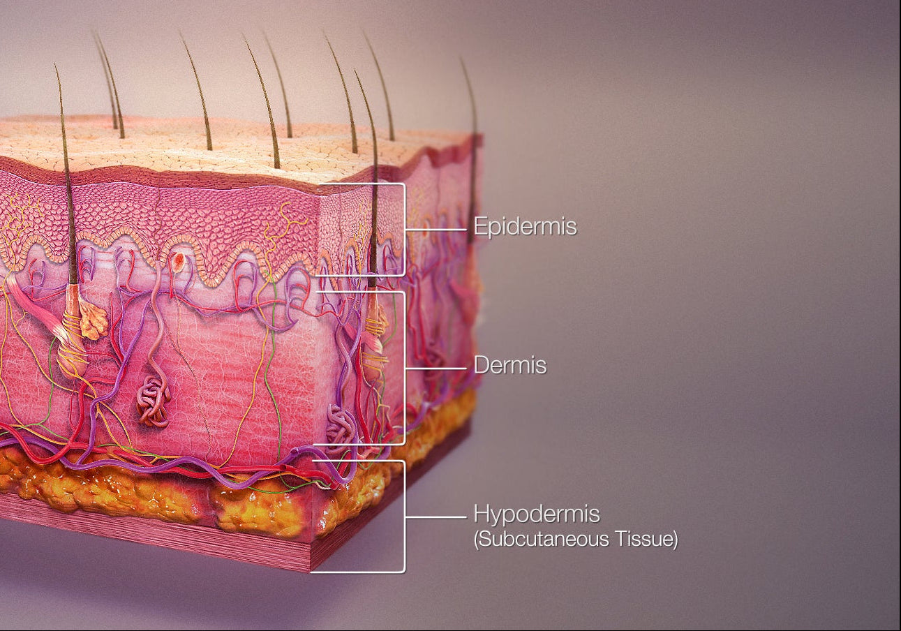 Image showing the skin's layers, being the epidermis, the dermis, and subcutaneous tissue. 