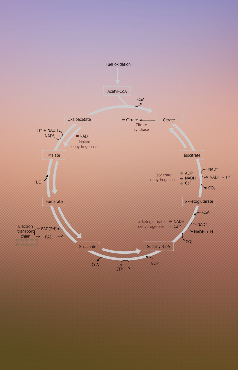 diagram of the Krebs cycle showing the cyclical chemical reactions turning fuel into ATP